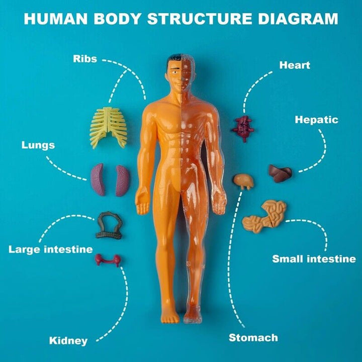 Detachable human model toy – Wuyuosn